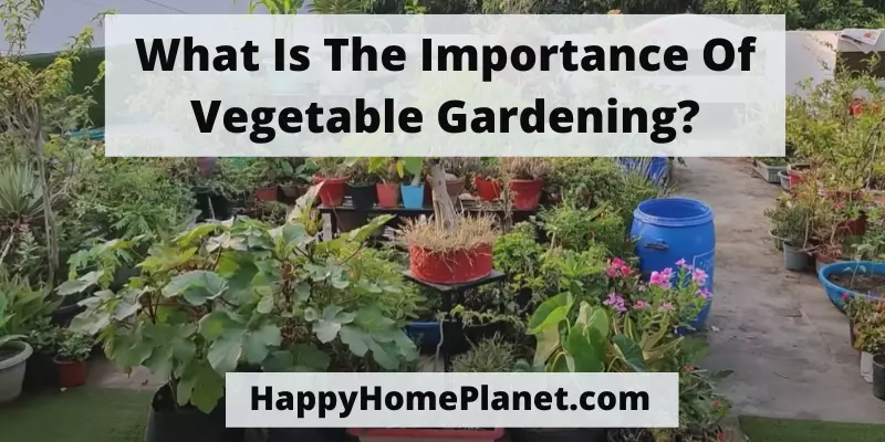What Is The Importance Of Vegetable Gardening