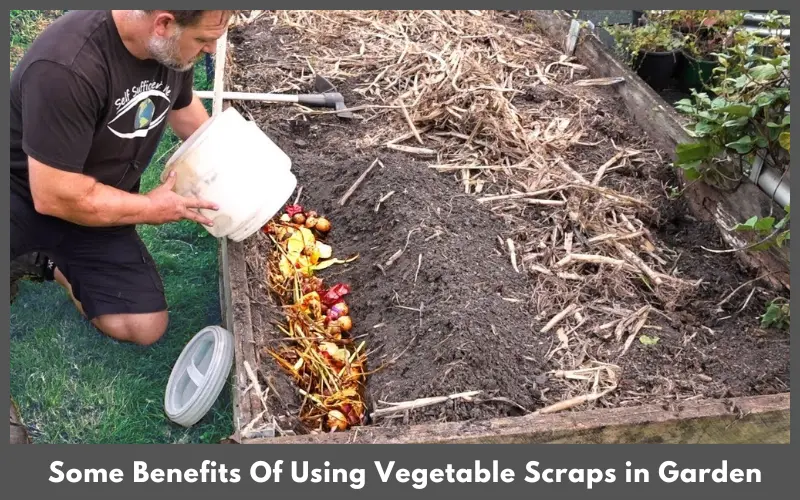 Some Benefits Of Using Vegetable Scraps in Garden
