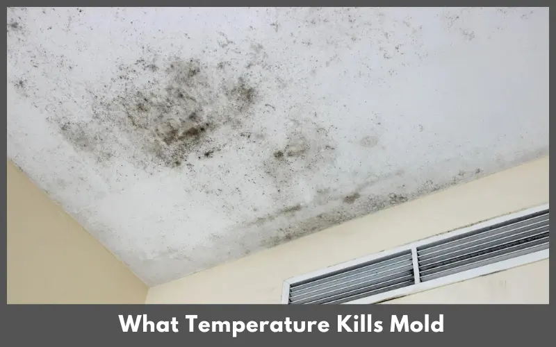 What Temperature Kills Mold