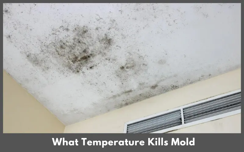 What Temperature Kills Mold? Happy Home