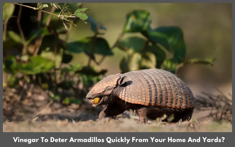 How To Use Vinegar To Deter Armadillos Quickly From Your Home And Yards?