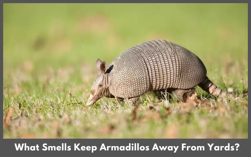 What Smells Keep Armadillos Away From Yards?