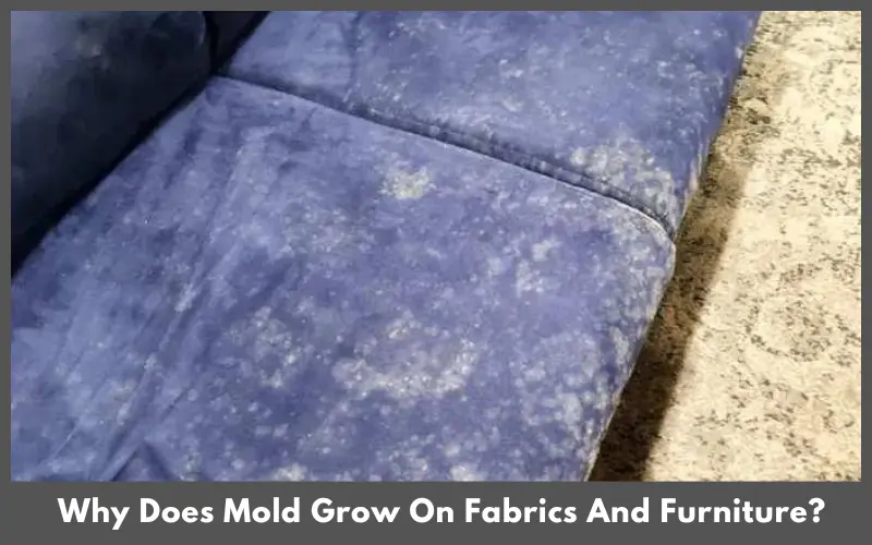 Why Does Mold Grow On Fabrics And Furniture?